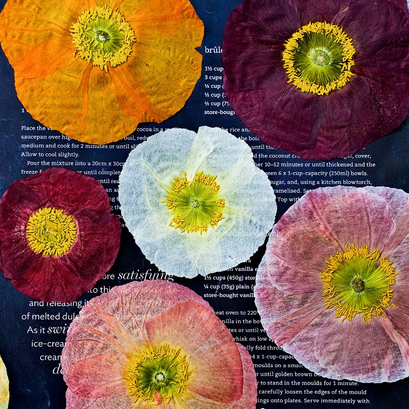 Art And Craft Nature - 1 pz, Fiori di Papavero Naturali