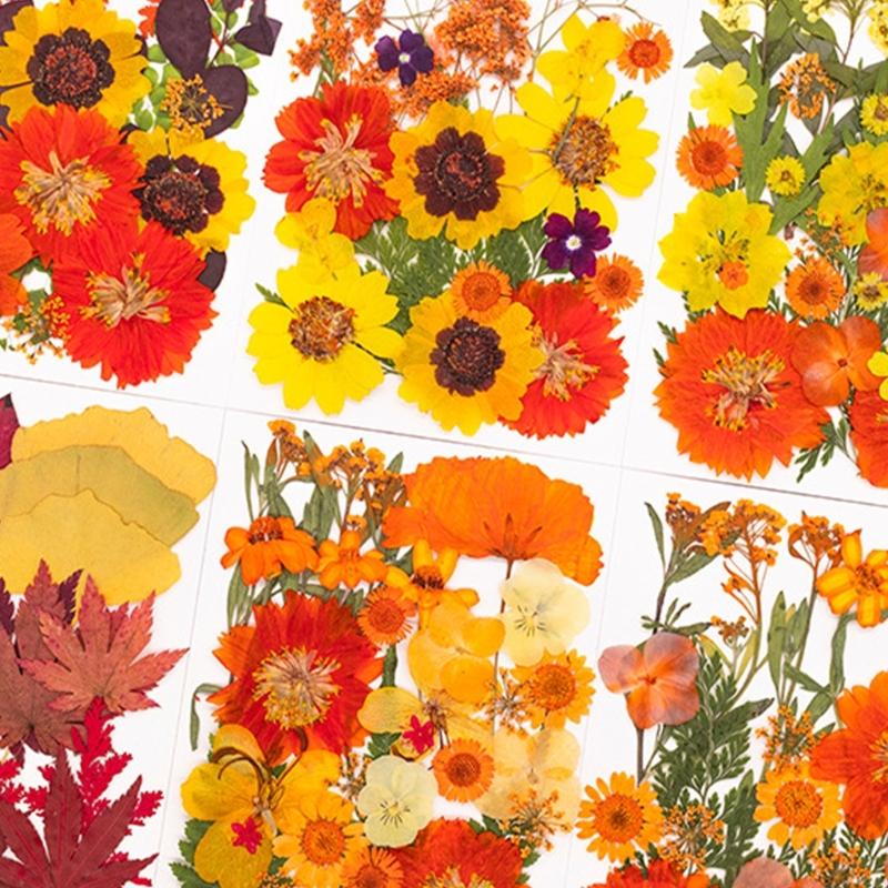 Art And Craft Nature - Fiori pressati essiccati per stampi in