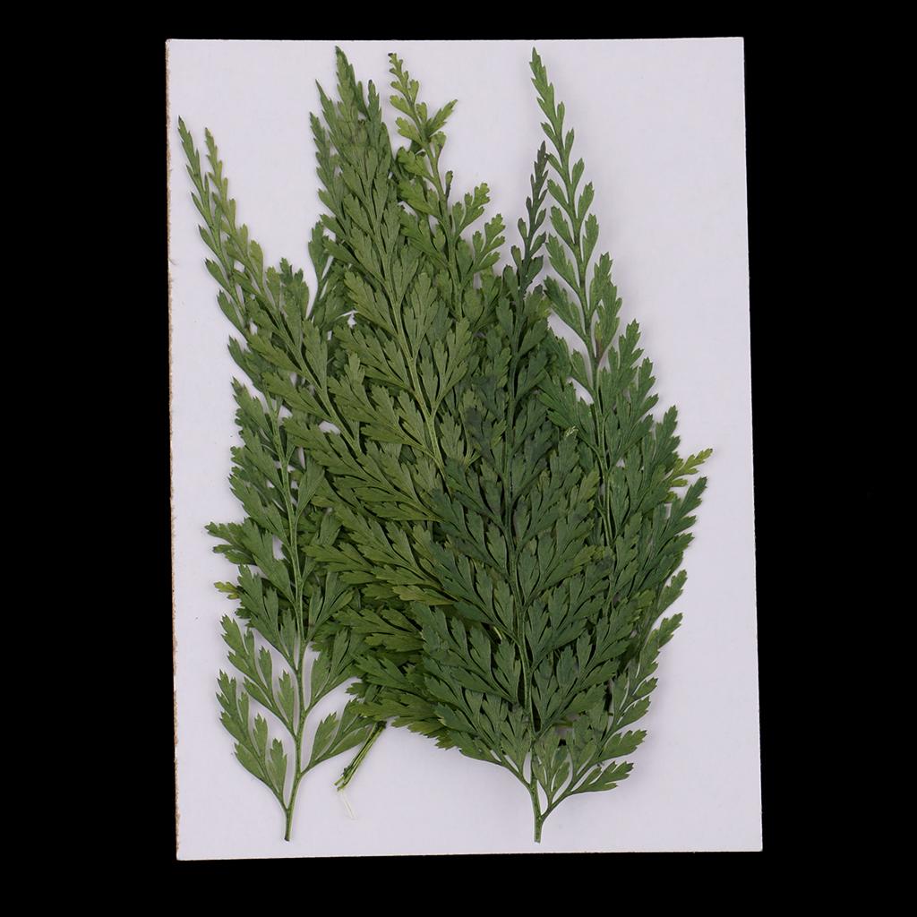 Art And Craft Nature - Fiori Secchi Naturali con Foglie Pressate