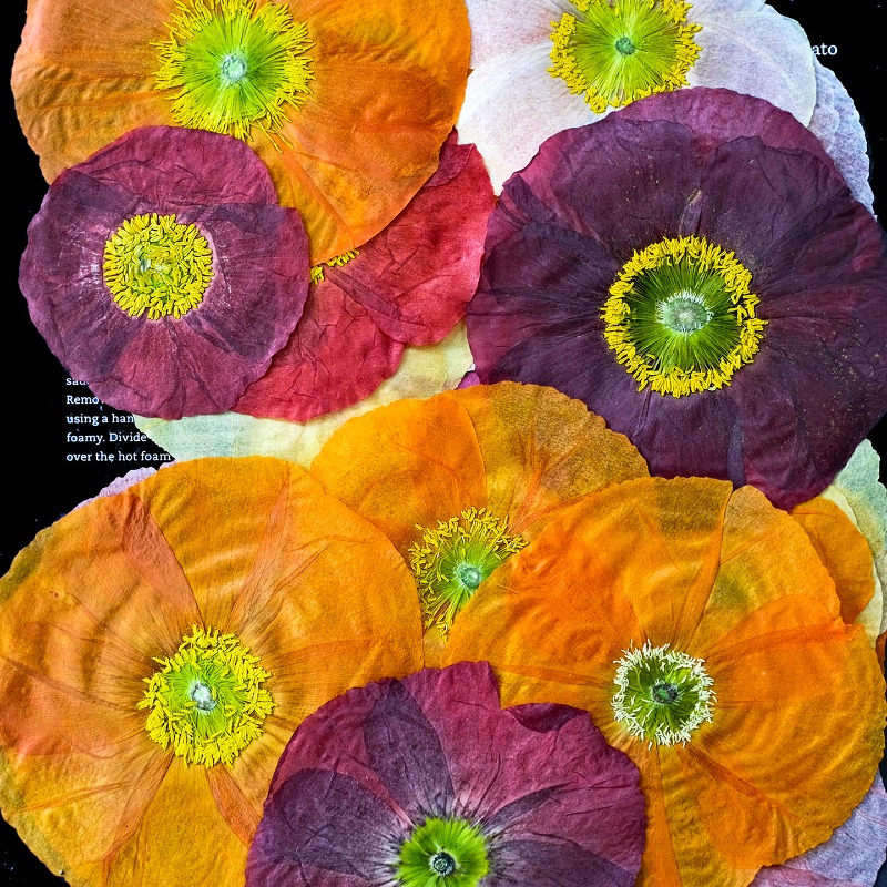 1 pz, Fiori di Papavero Natura - Art And Craft Nature recensione e prezzo