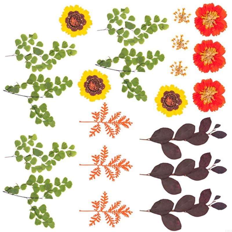 Fiori pressati essiccati per s - Art And Craft Nature recensione e prezzo