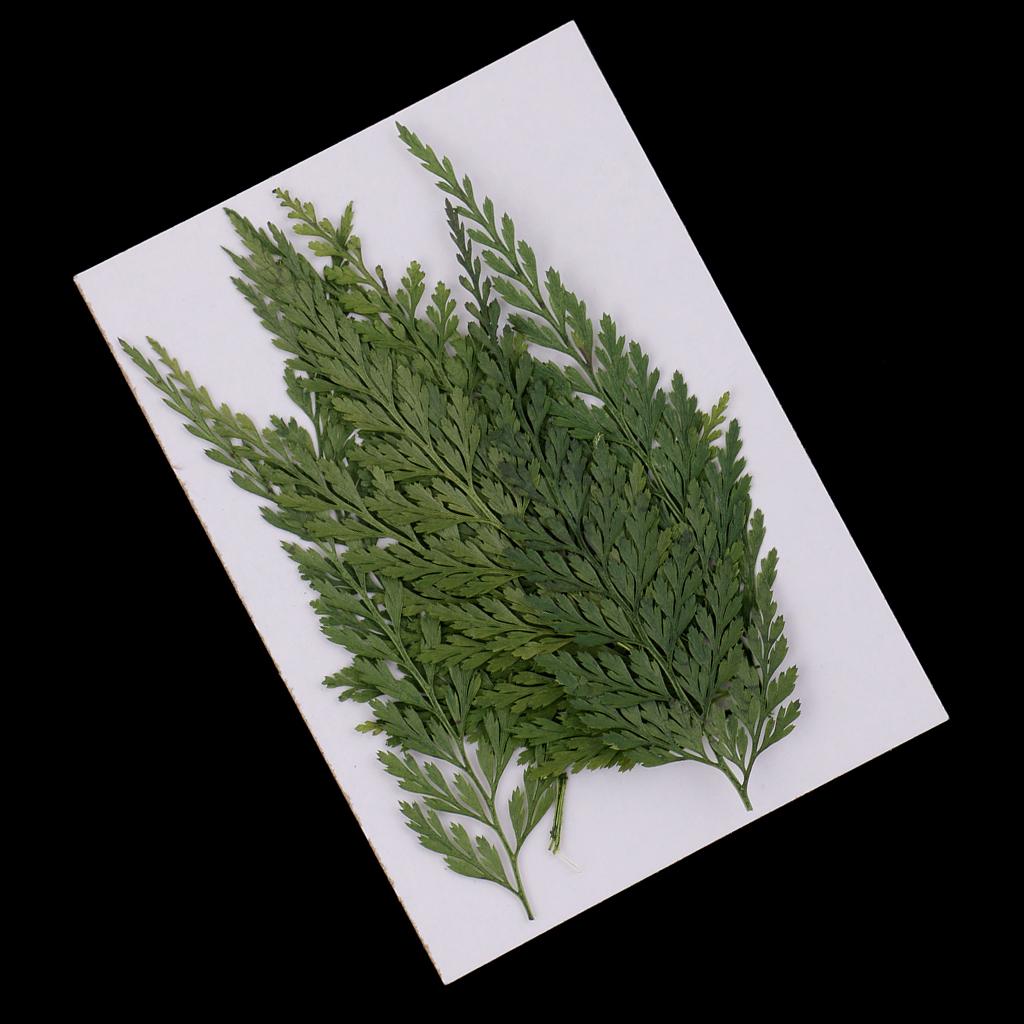 Fiori Secchi Naturali con Fogl - Art And Craft Nature recensione e prezzo