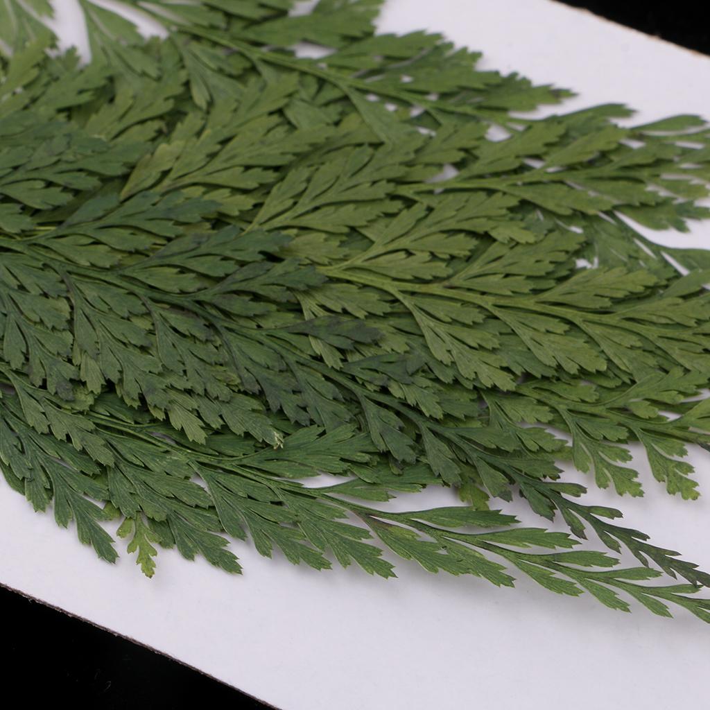 Fiori Secchi Naturali con Fogl - Art And Craft Nature recensione e prezzo