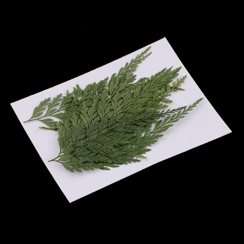 Fiori Secchi Naturali con Fogl - Art And Craft Nature recensione e prezzo